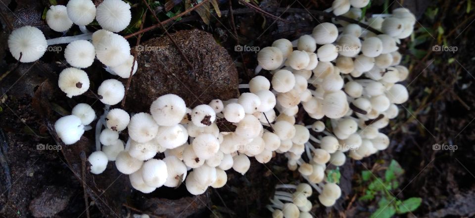 white mushrooms are not for consumption