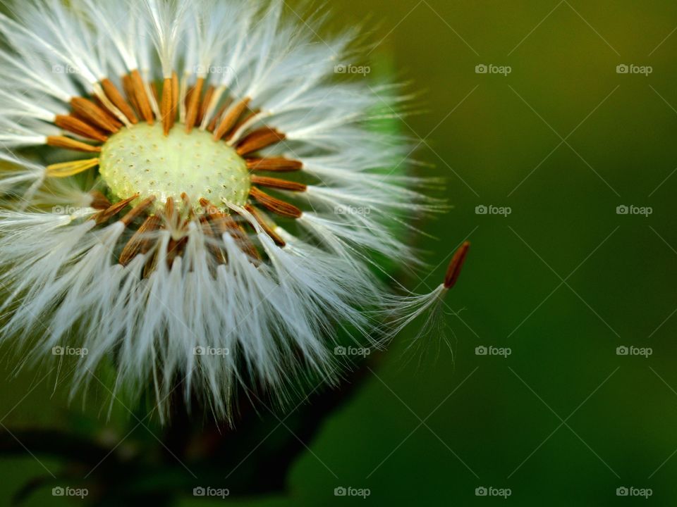 dandelion seeds