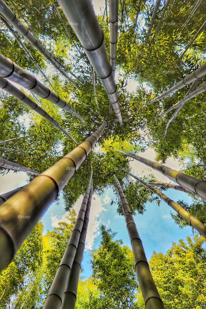 Low angle view bamboo tree 