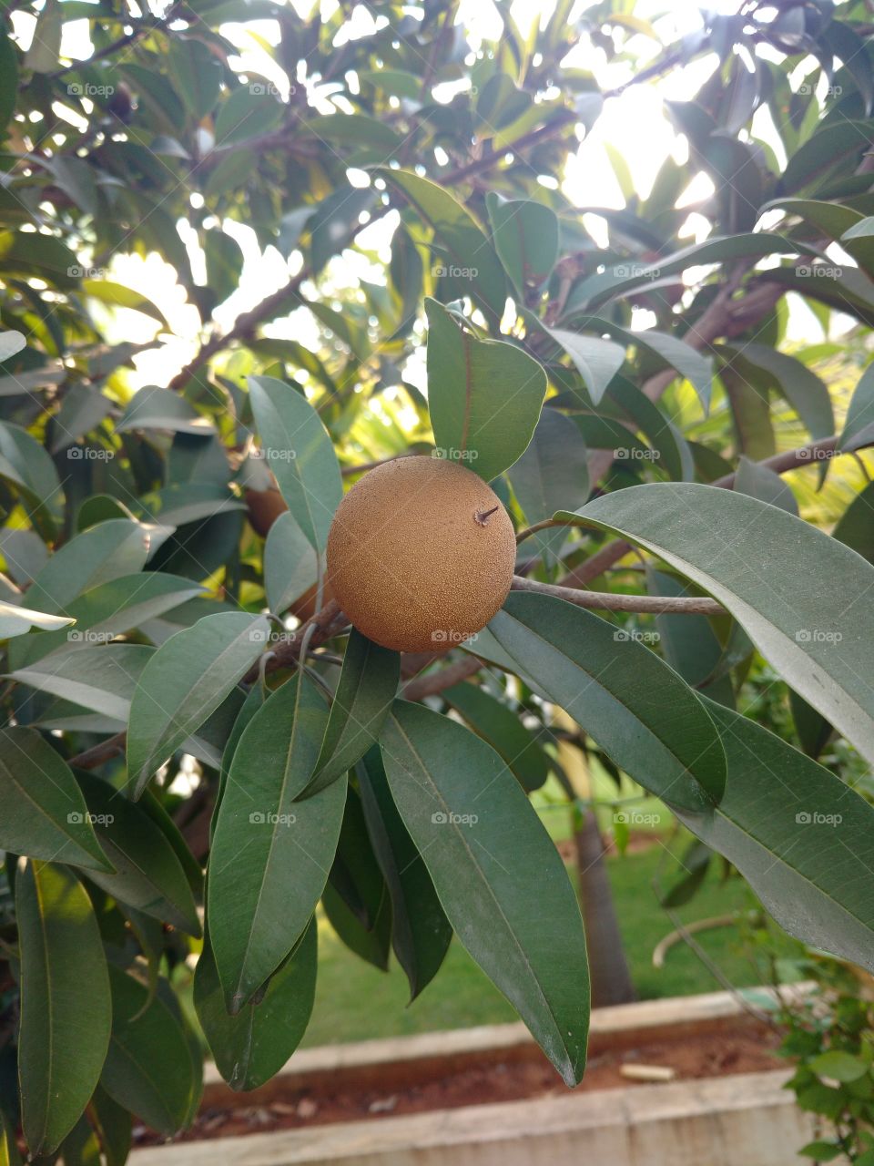 sapota fruit