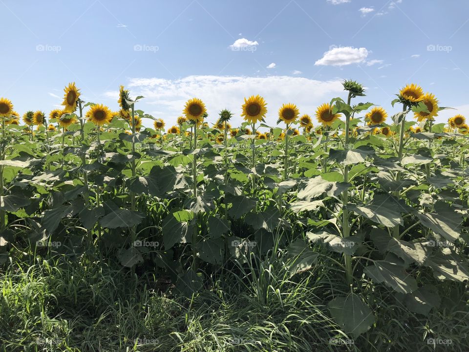 Lovely sunflowers on Kansas farm