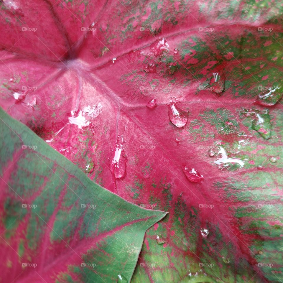 capture of power colour