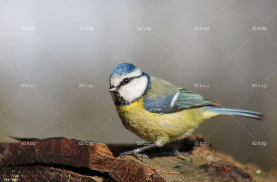 Bluetit bird