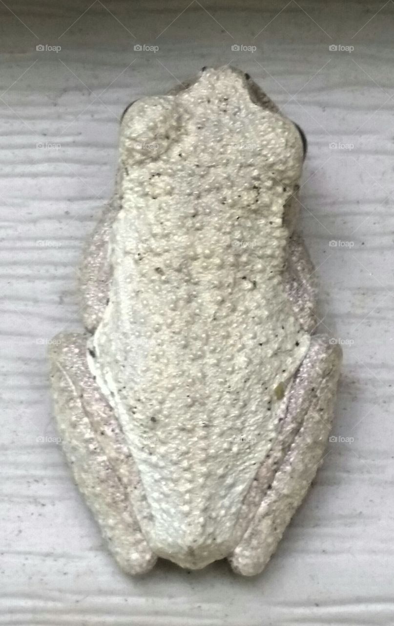 bumpy tree frog