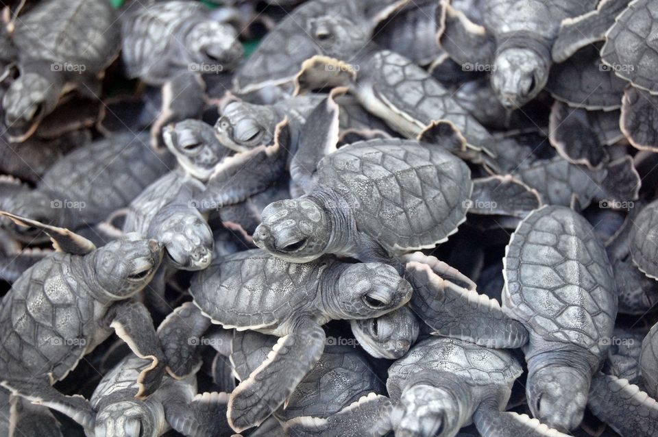Turtle Riot. A nest of baby turtles fighting to be the first to head out to sea.
