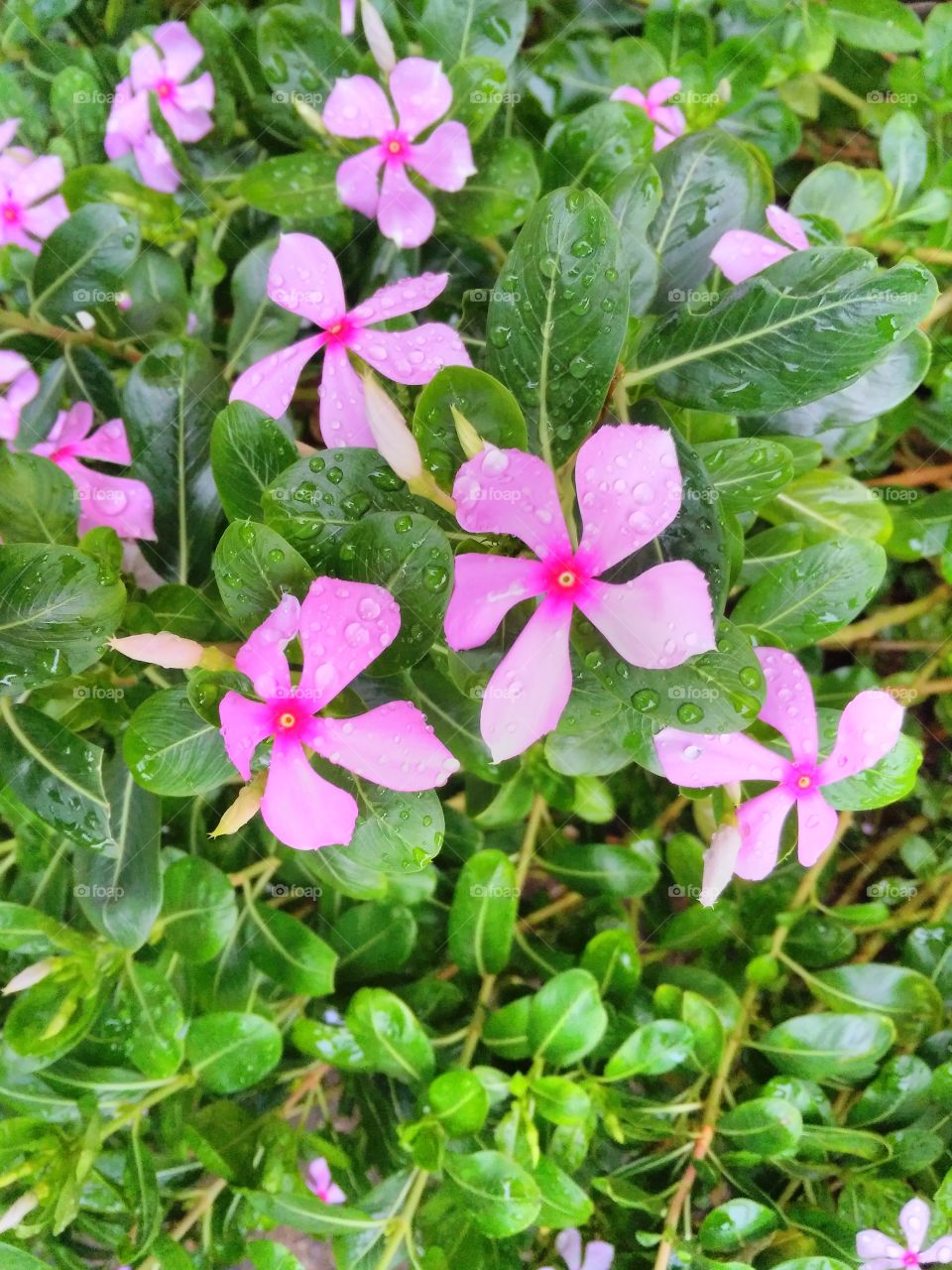 a beautiful flowers in the garden