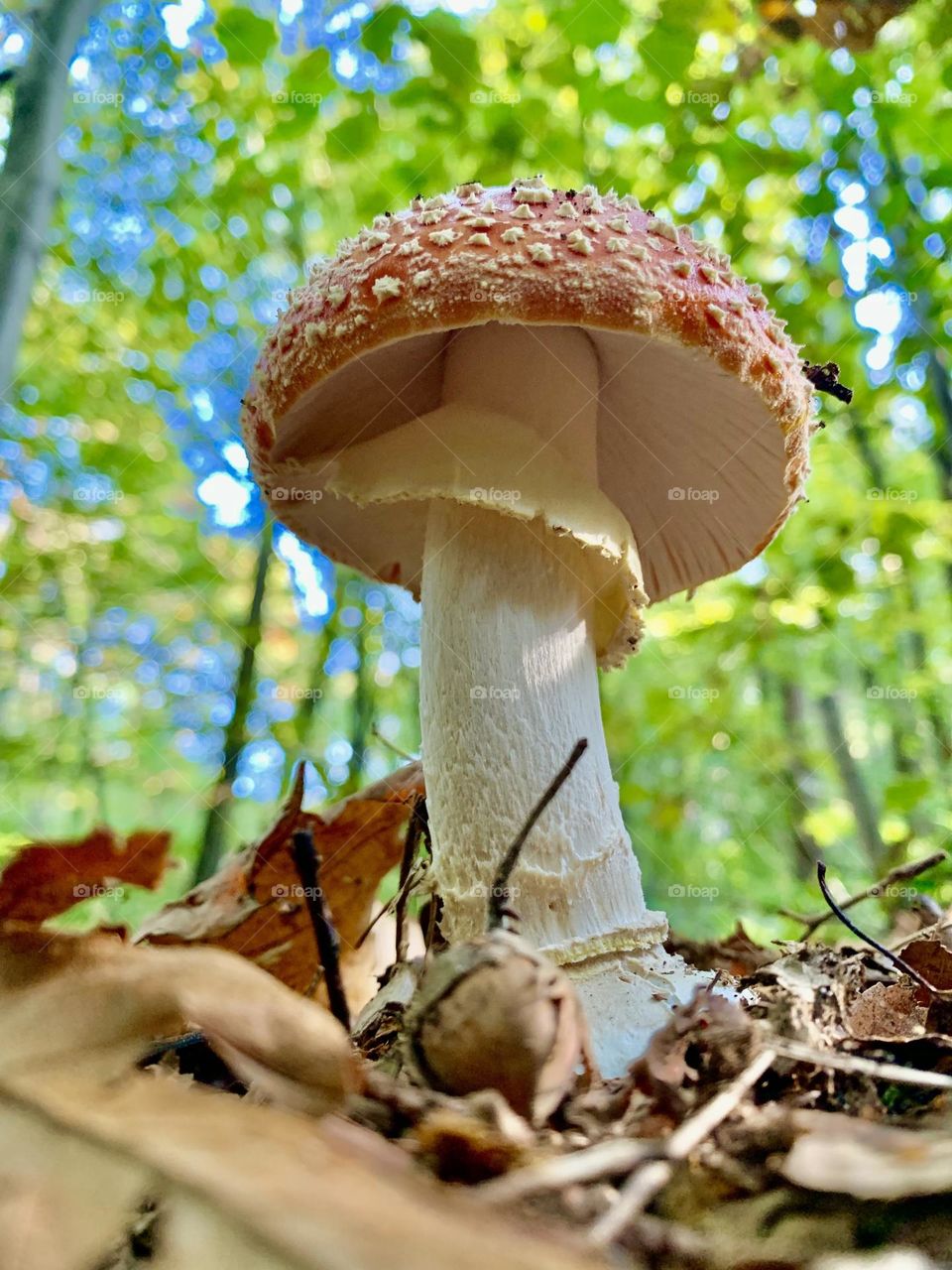 Fungo nel suo tipico ambiente boschivo autunnale