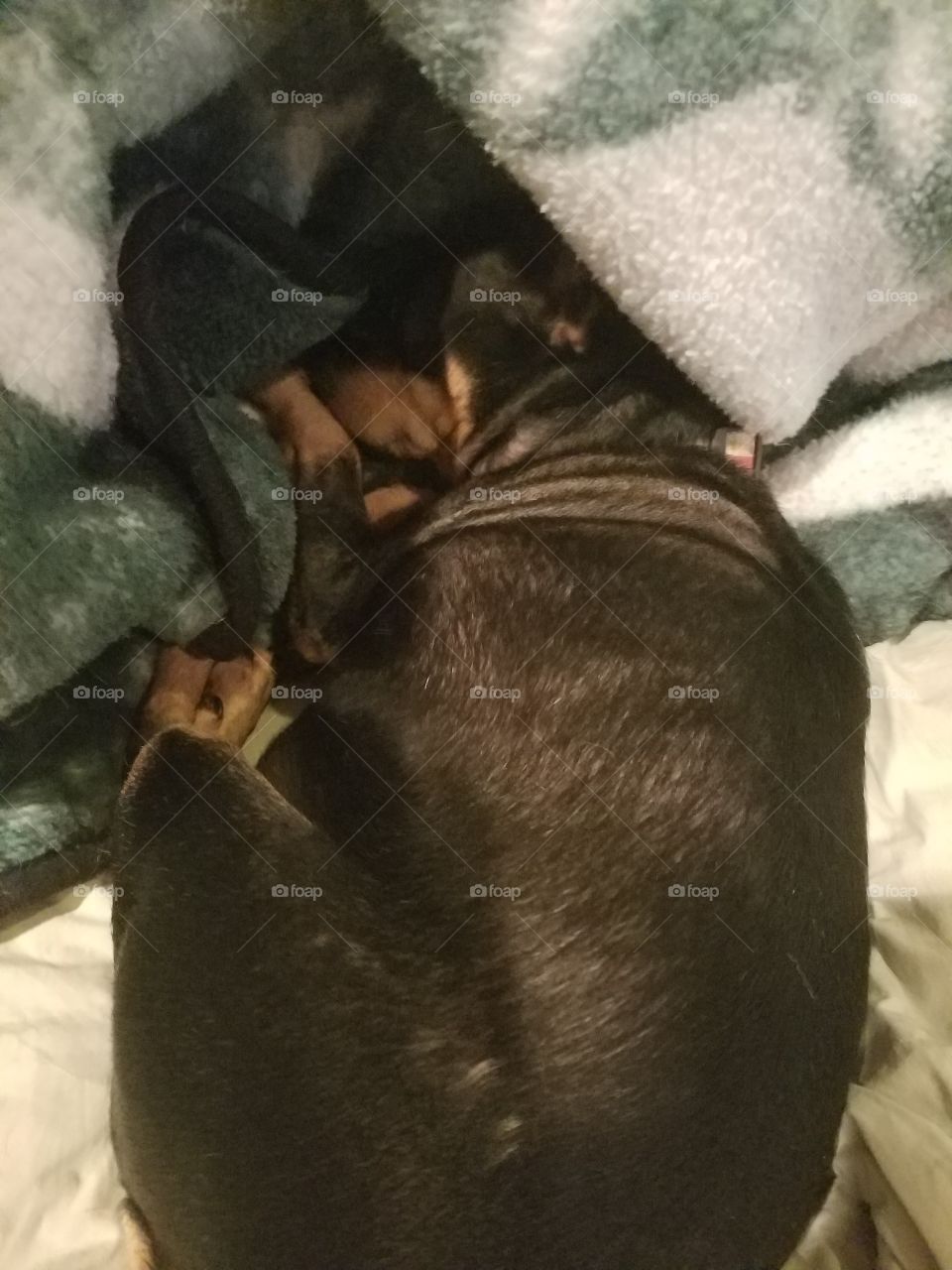Miniature Pinscher cuddling up to some blankets