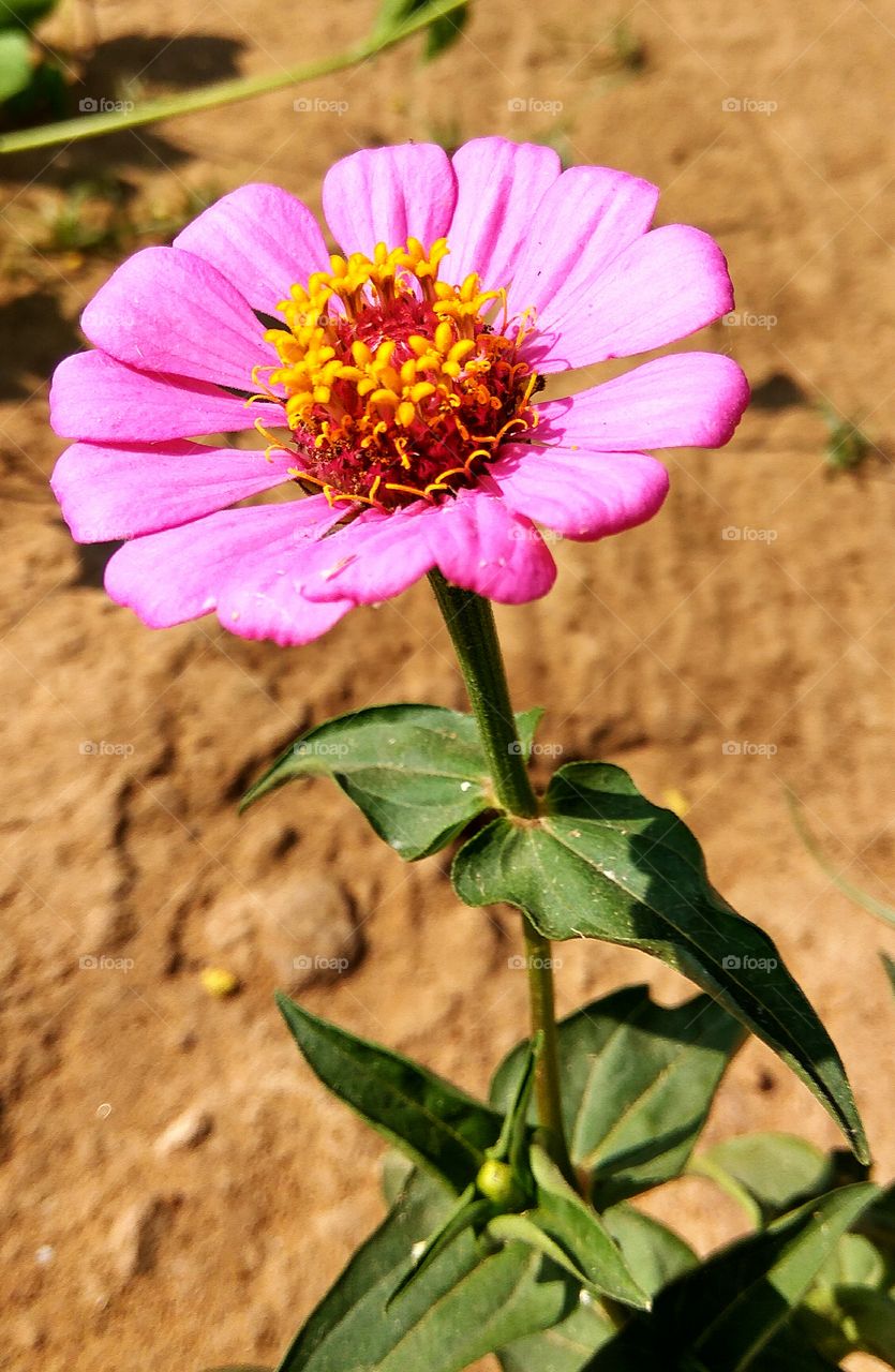 center of flower view