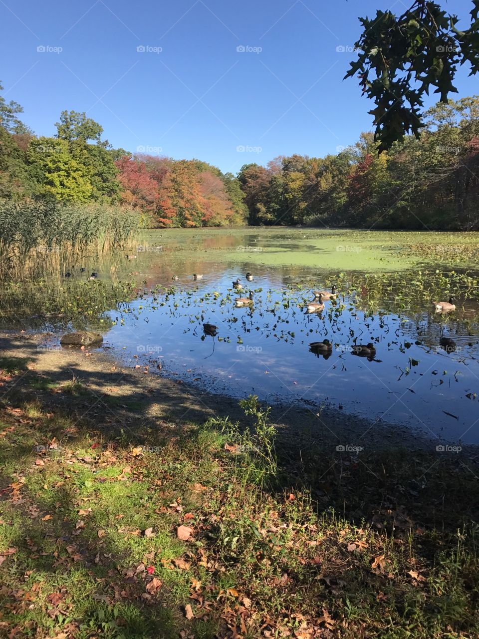 Mill Pond preserve Wantaugh NY