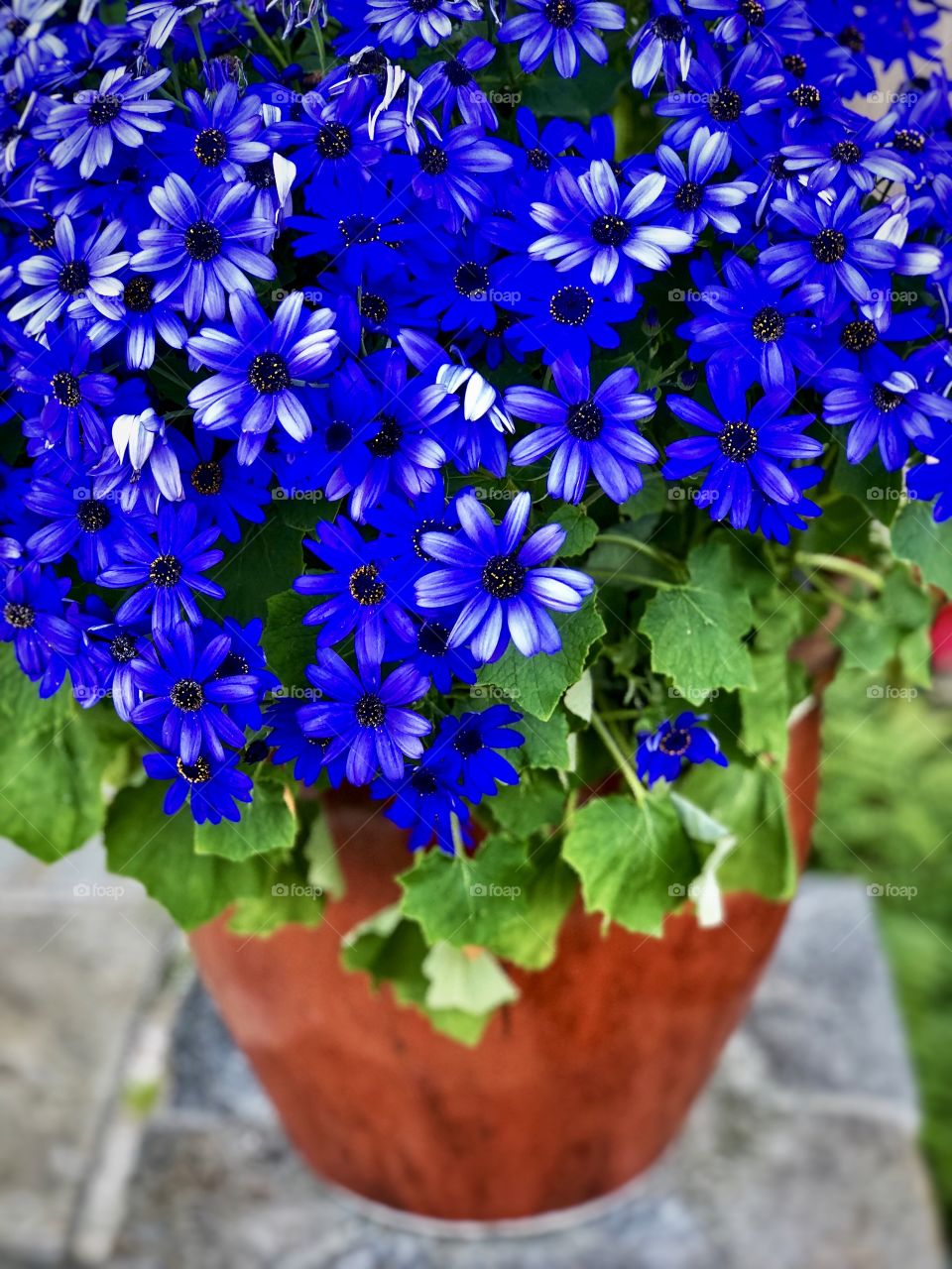 Foap Mission Crazy! Stunning Brilliant Blue Potted Daisy’s !