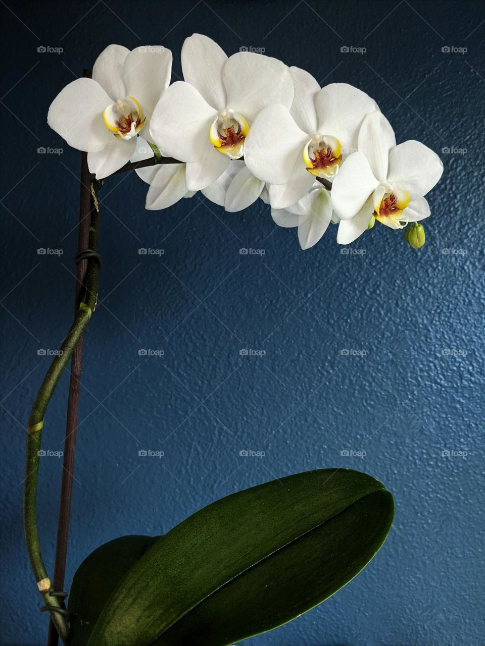 white flower with green leaves

Orchid with a blue background