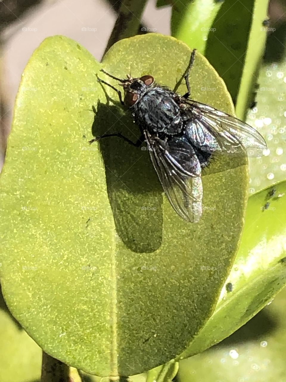 The fly is on  a green leave