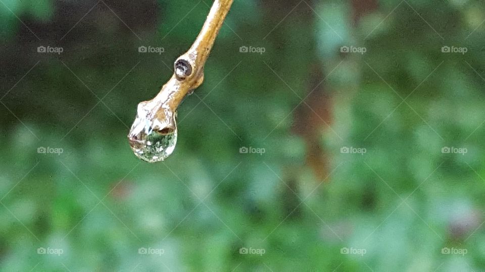 a single drop ready to fall