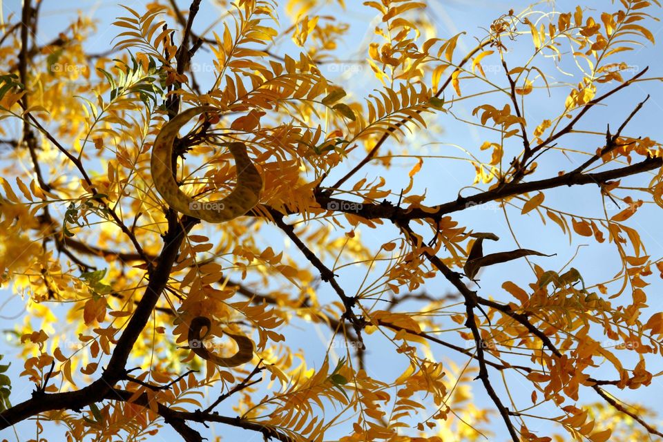 Golden leaves on a tree branch