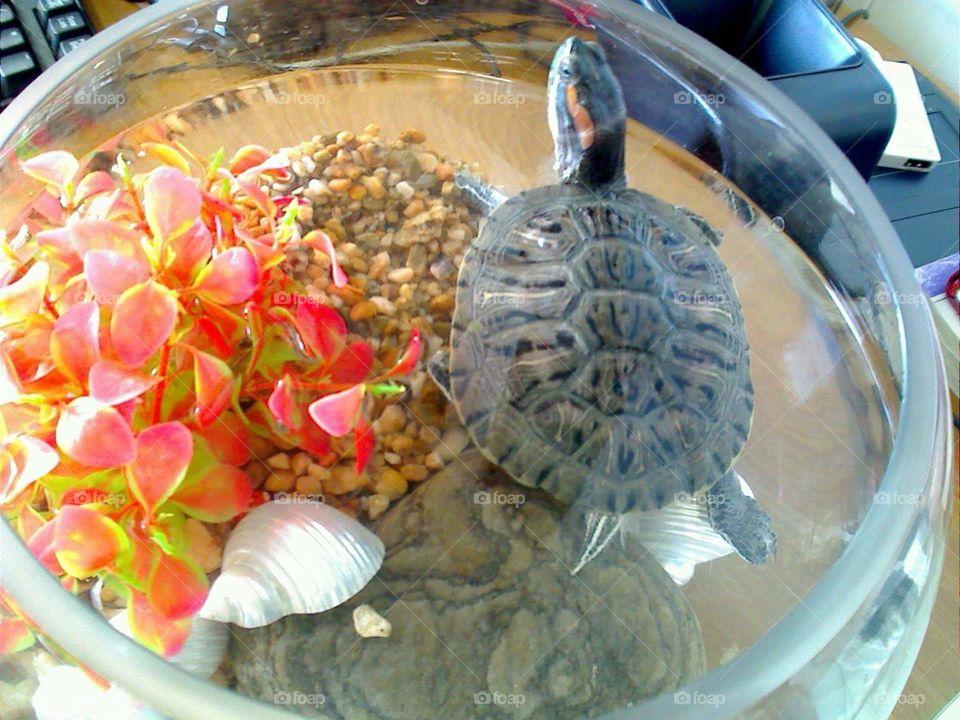 My turtle 