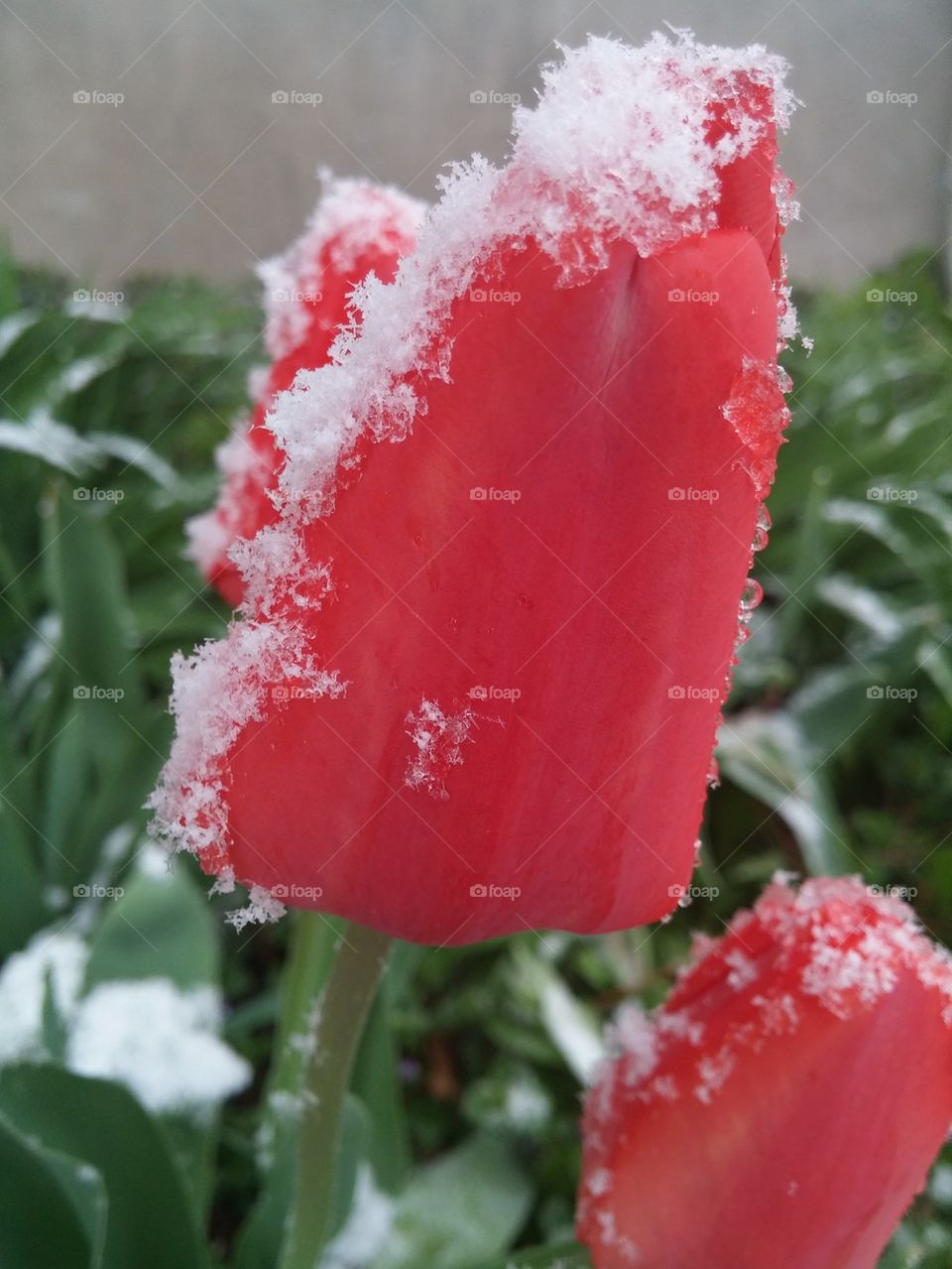 Snowy spring flowers