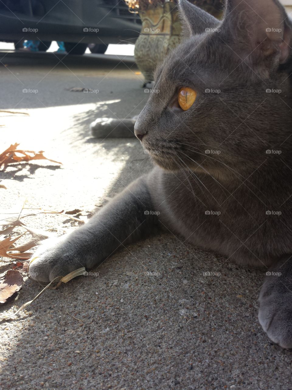 Portrait of grey cat