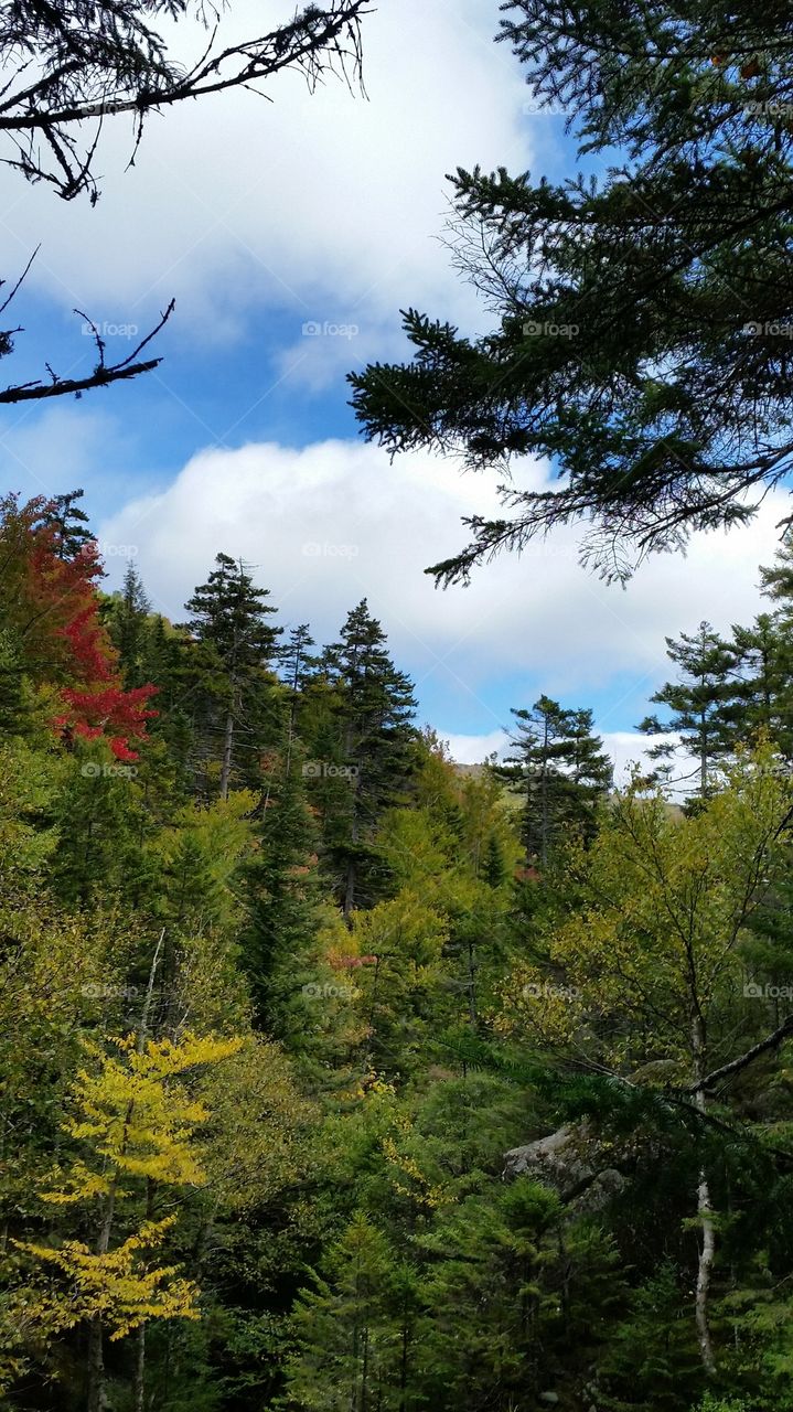 Wooded Mountainside