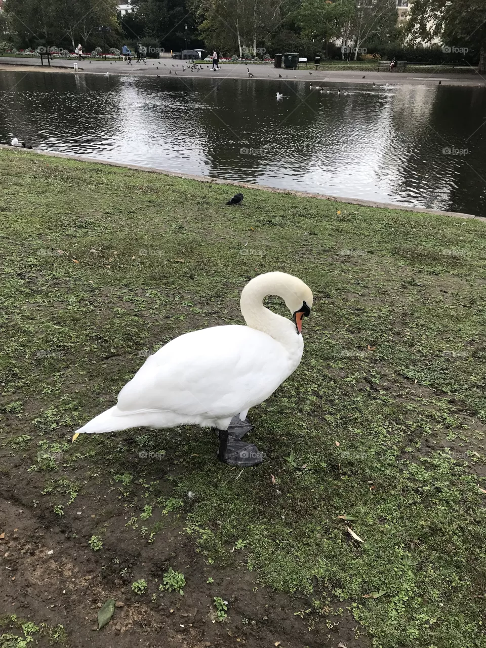 English Swan at London Park 