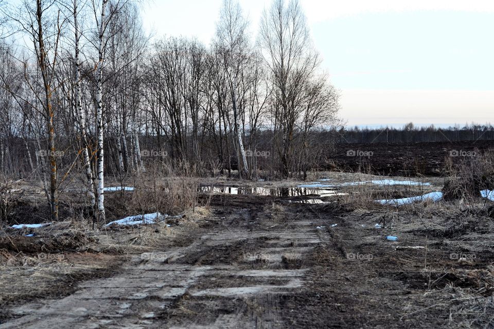 spring road in the field
