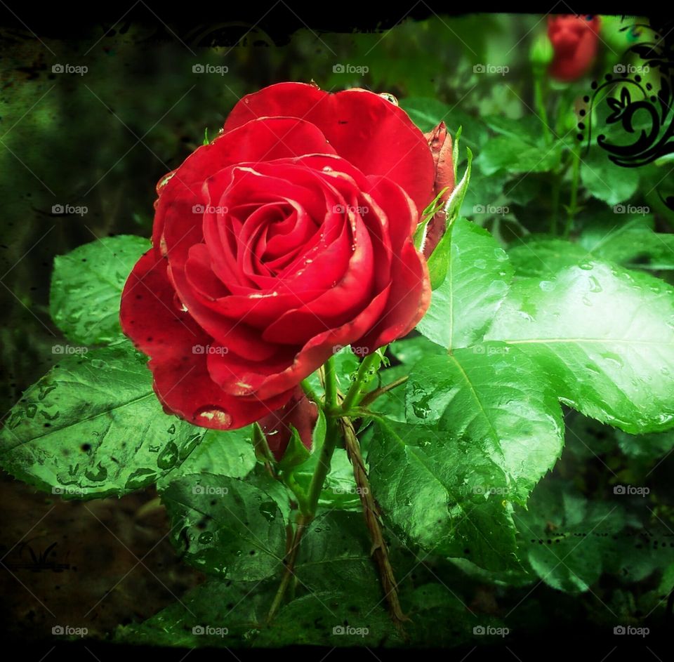 red rose