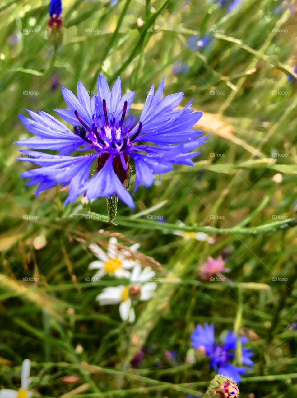 wildflower 