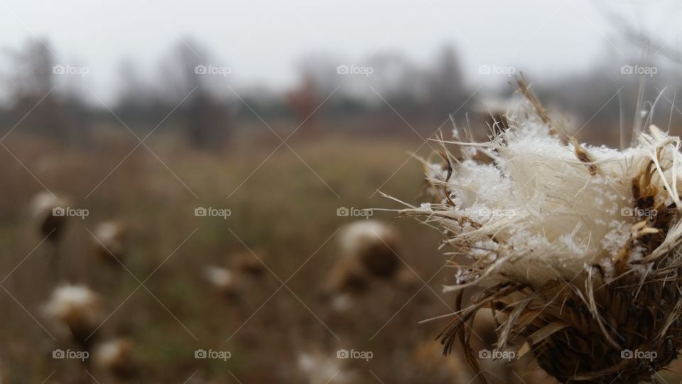 Thistle in the Snow