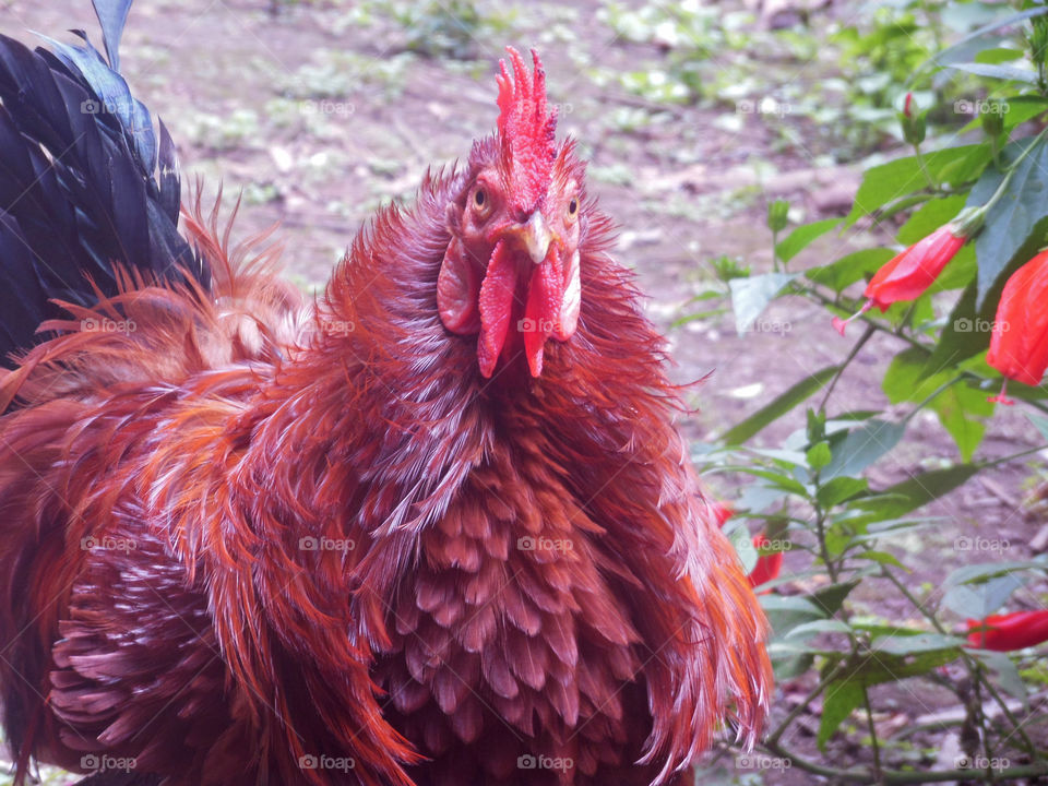 Red Rooster
