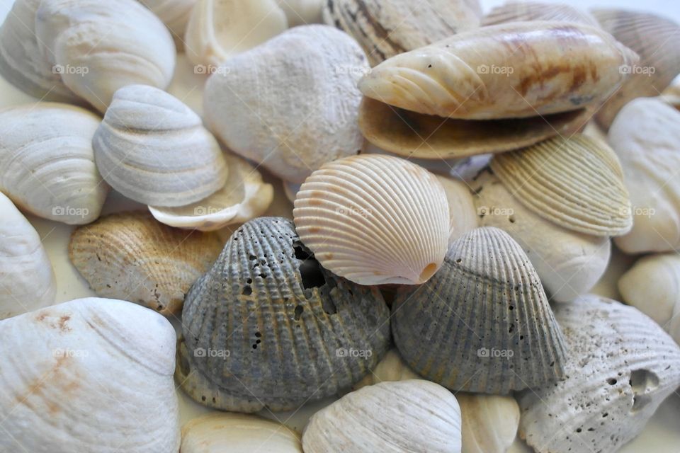 Close-up of various seashells