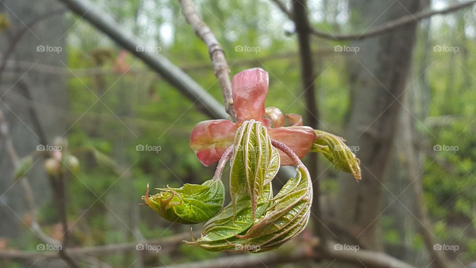 Maple tree leaves growth