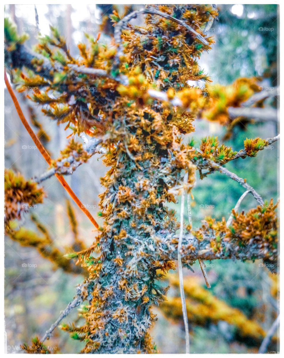 Forest Tree Moss Closeup