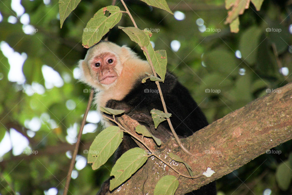 Costa Rica capuchin monkey in a tree