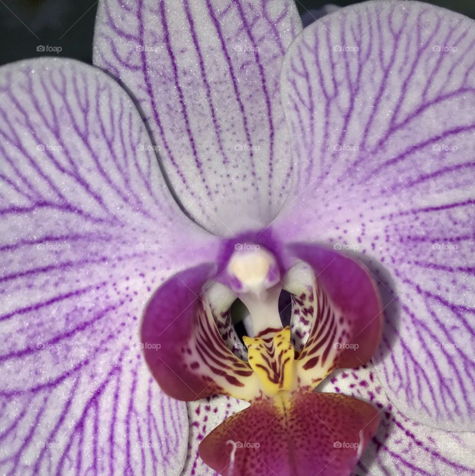 Orchideen