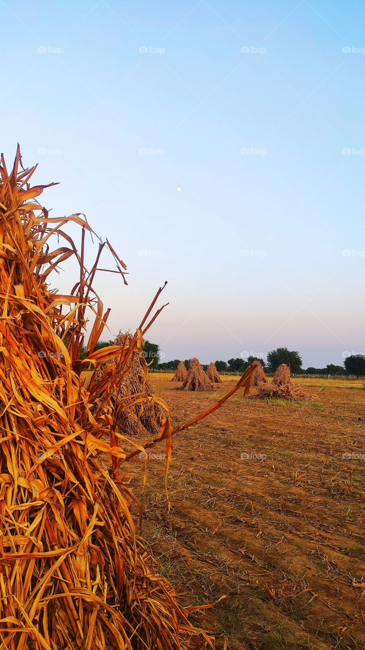 Rural life - field life. 3-4 months of hard work of a farmer standing ready in front of his eyes. Crop of Bajrađžor gold of farmer clicked in beautiful evening where one side Moon and other side Sun's showering thy blessing on it in clear sky. Nature