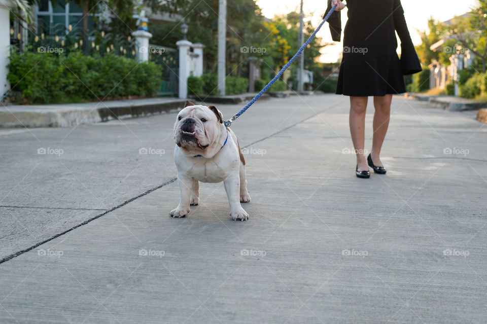 English bulldog with woman walking on the street