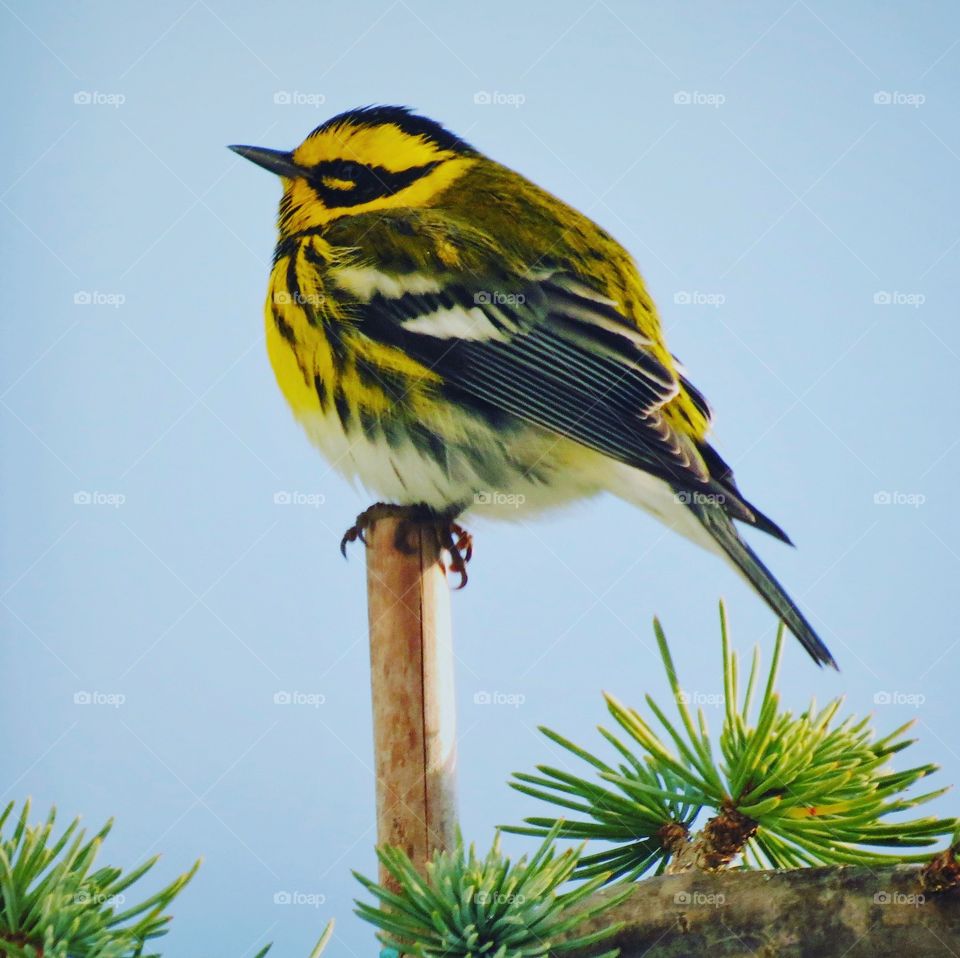 Townsend Warbler Top Of The Tree. 