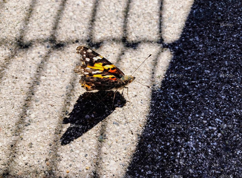 Painted Lady butterfly landed and resting on the cement, surrounded by shadows on a sunny day outdoors 