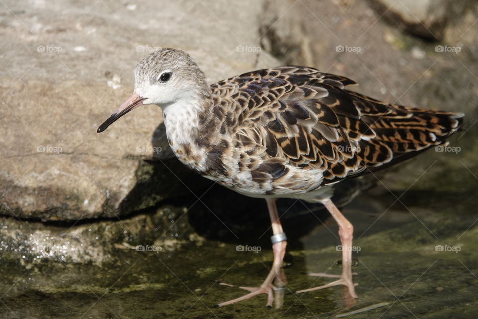 A female ruff walking in a pool.