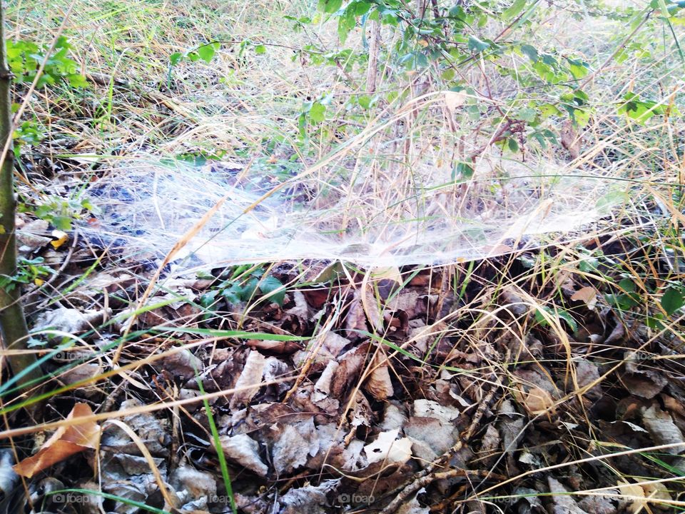 Cobweb blanket.