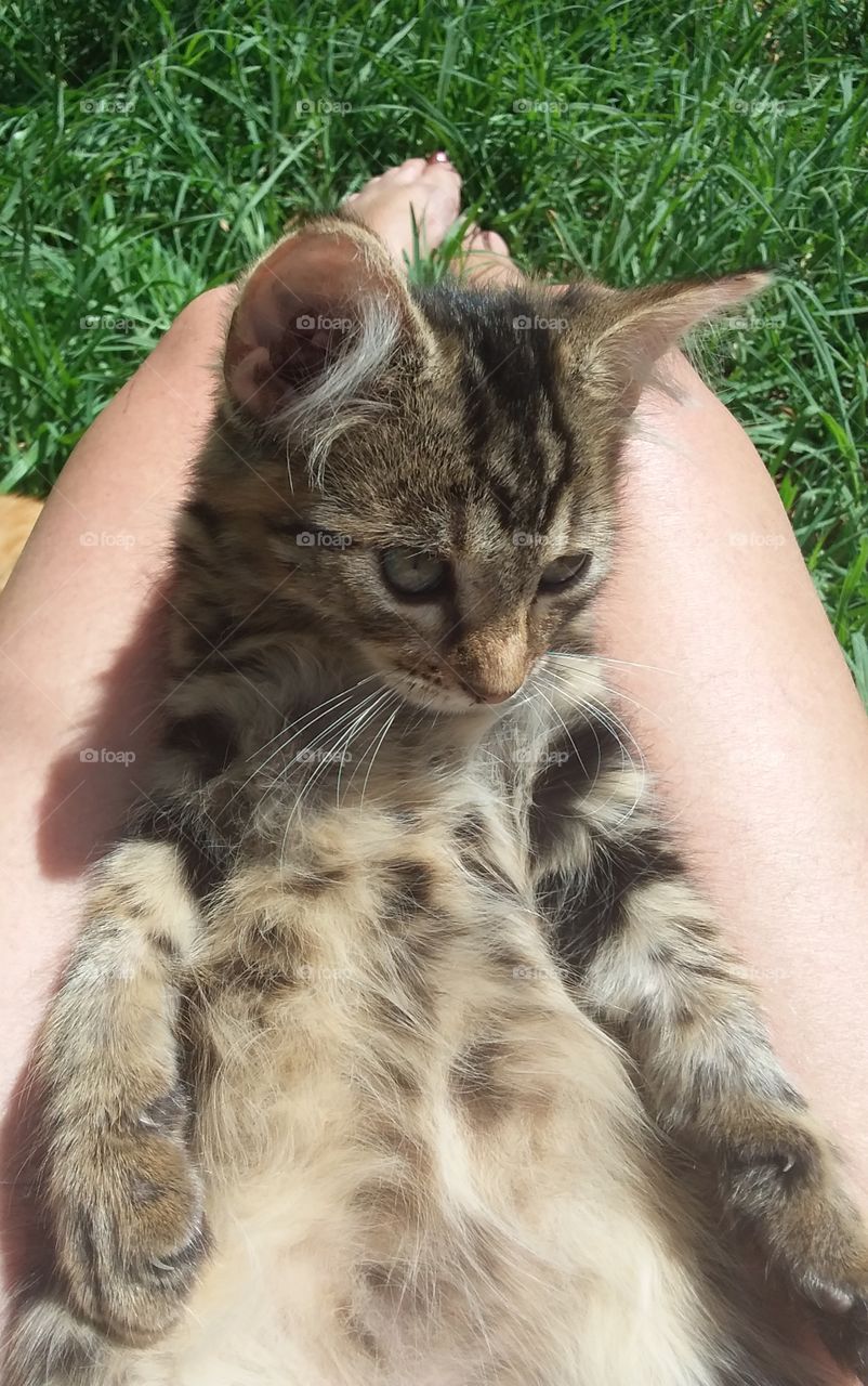 A kitten relaxing
