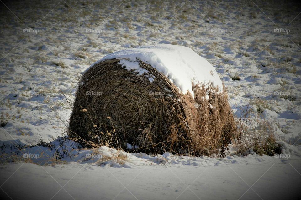 Winter on the farm.  snowy hay