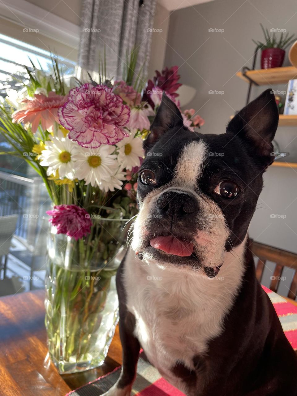 Cute boston terrier with a colorful bouquet