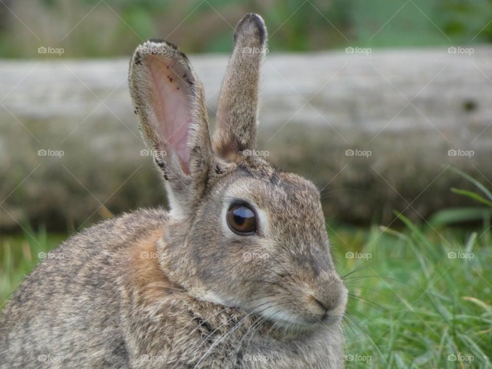 A close up of a rabbit 