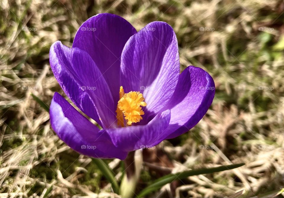 Fist flower to rise in southern Finland Haukivuori.