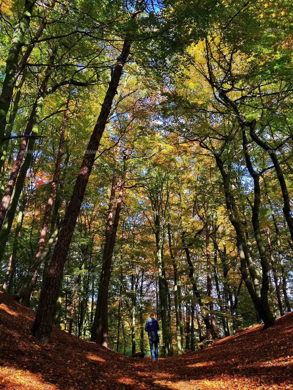 Rear view of person walking in autumn forest