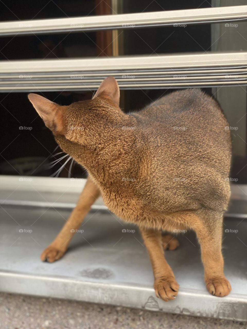 an unusual coloring golden cat with big eyes, ears and a serious look.  frightened animal, cat cat.  pet cat