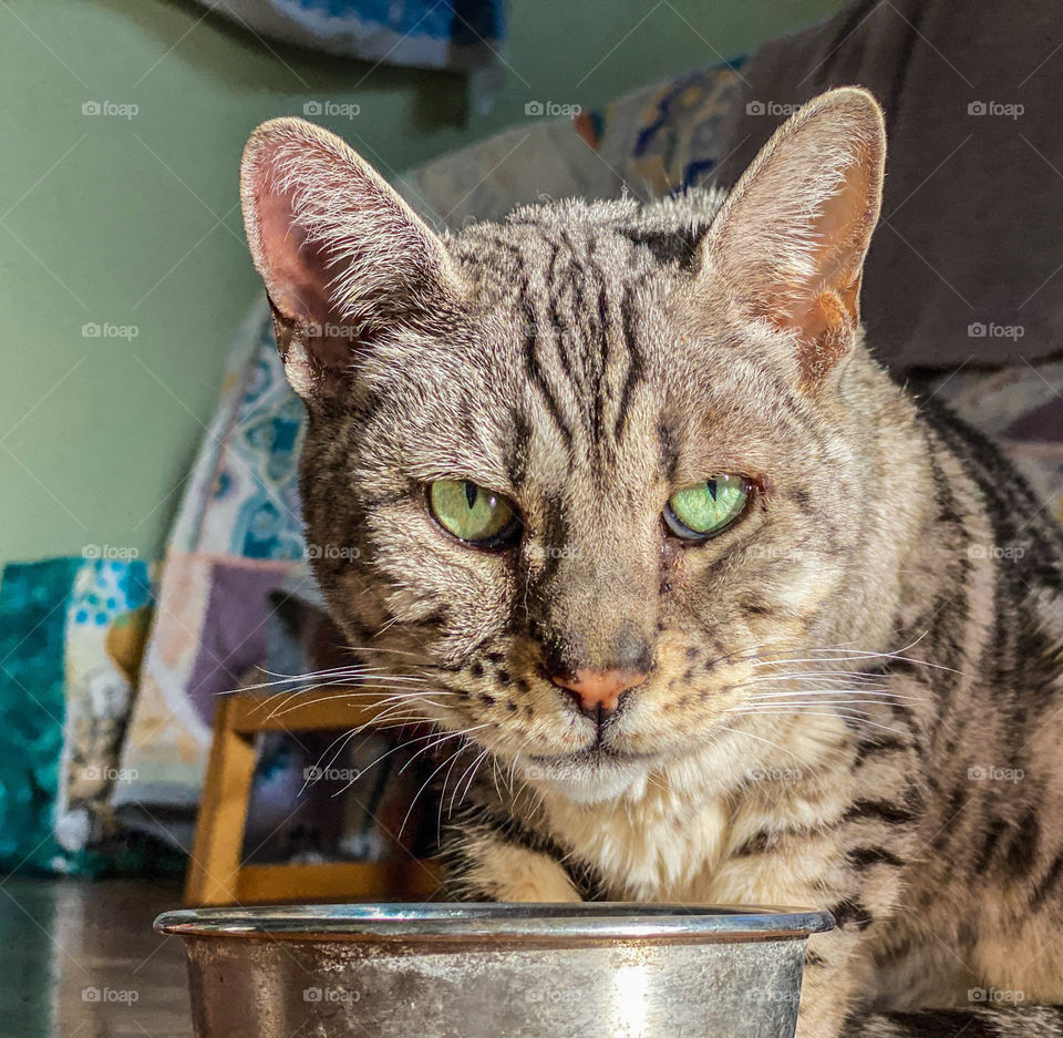 Close up portrait of beautiful bengal cat in front of a water bowl 