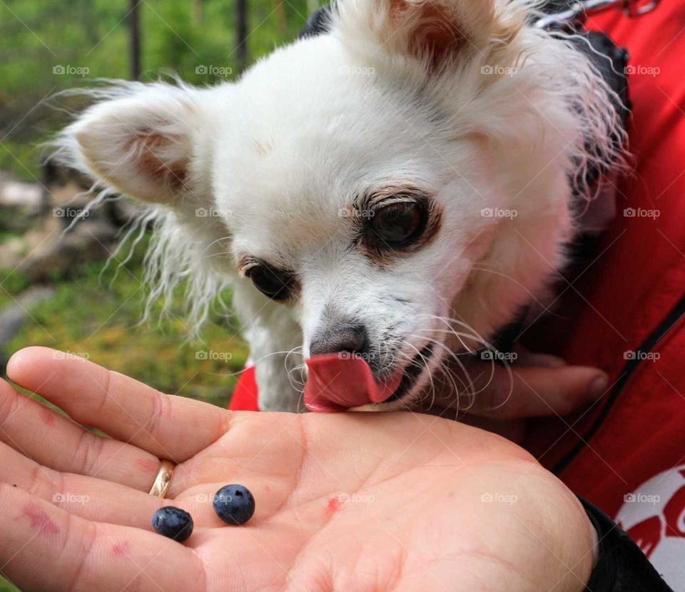 Dog loves blueberry