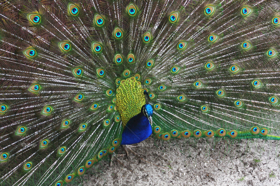 A male peacock showing off an elaborate display to ward off predators.